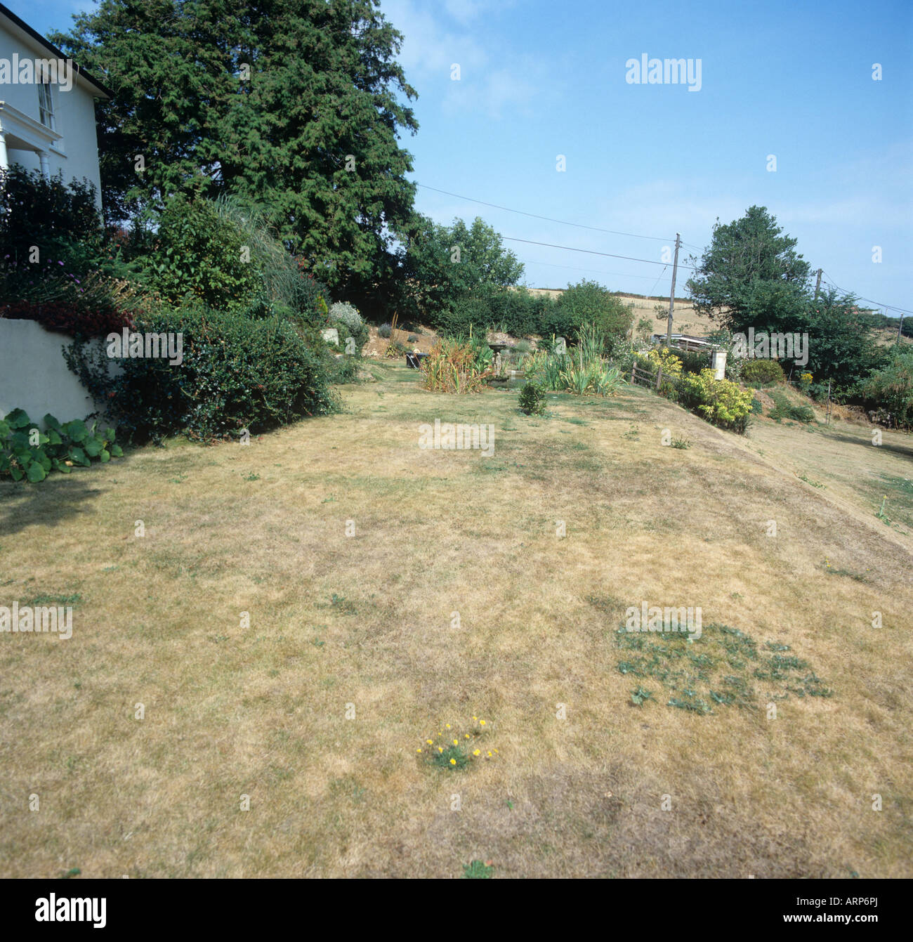 Brown arid garden lawn severely affected by summer drought Devon Stock Photo