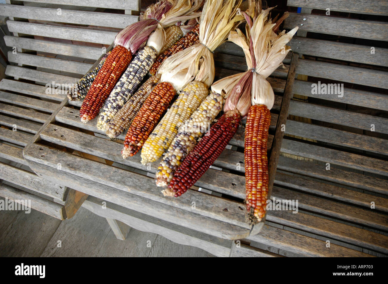 Dried Indian fall corn for sale as decorations for home at festival Fair times Stock Photo