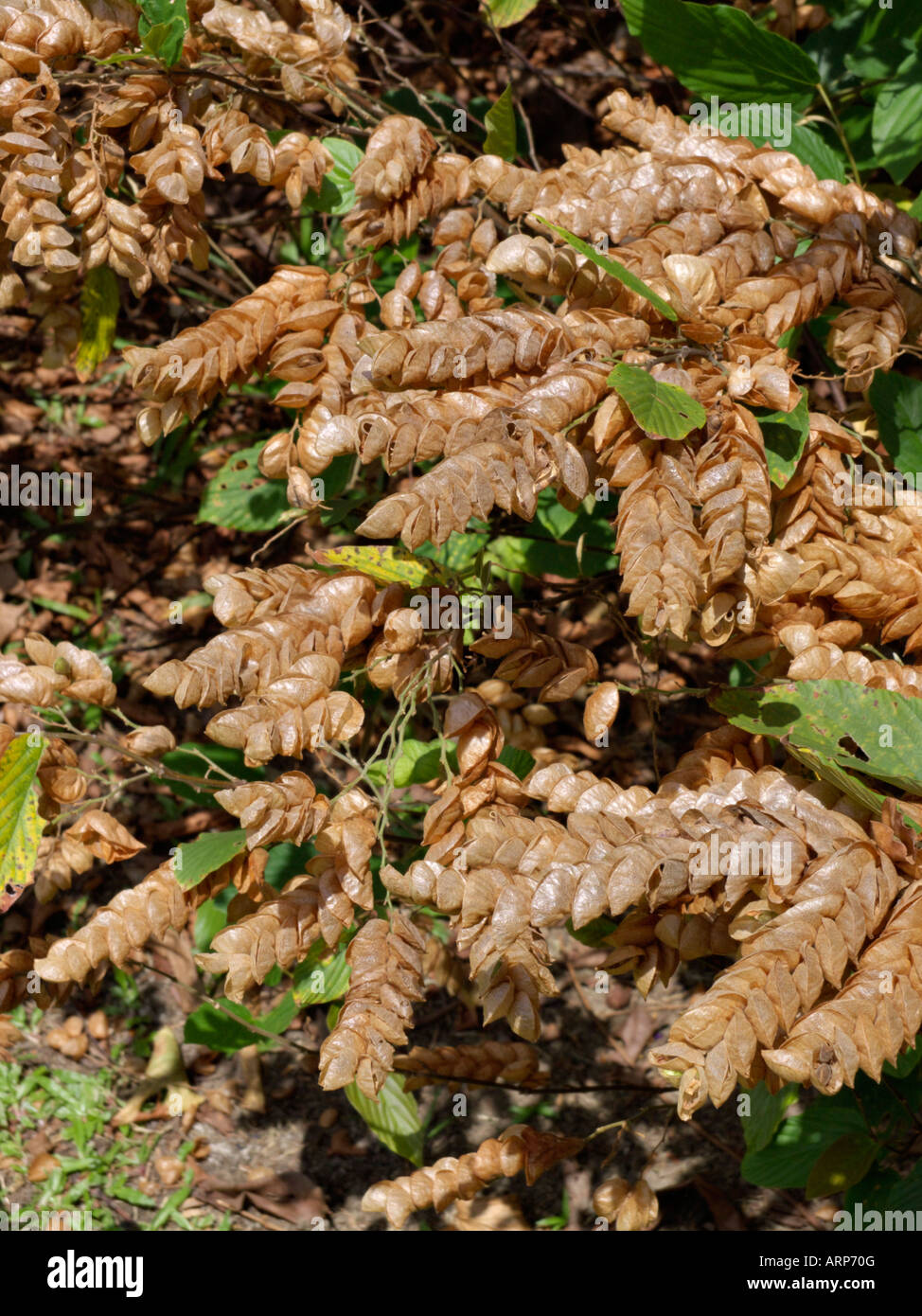 Serengan (Flemingia strobilifera) Stock Photo