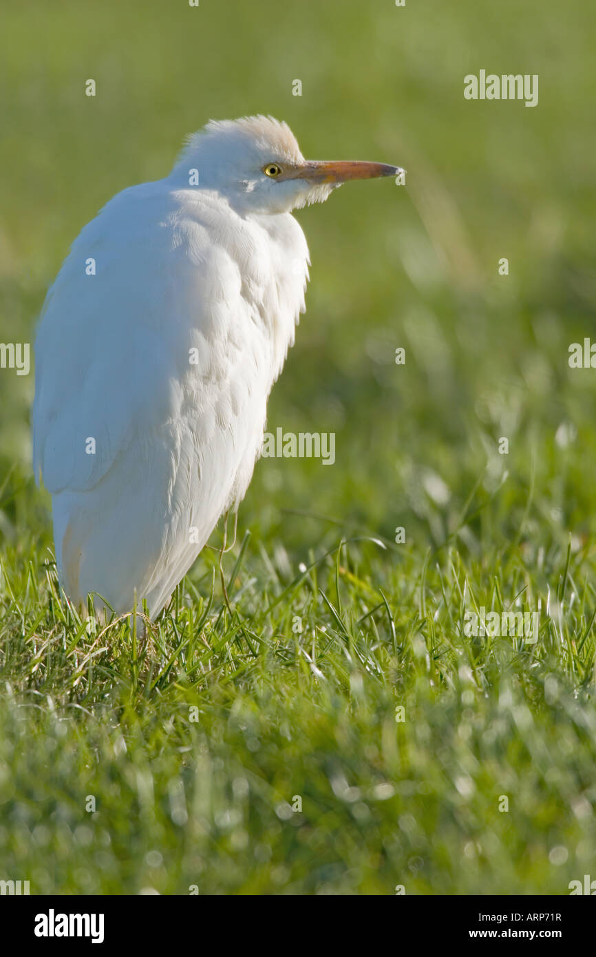 cattle egret, Bubulcus ibis Stock Photo - Alamy