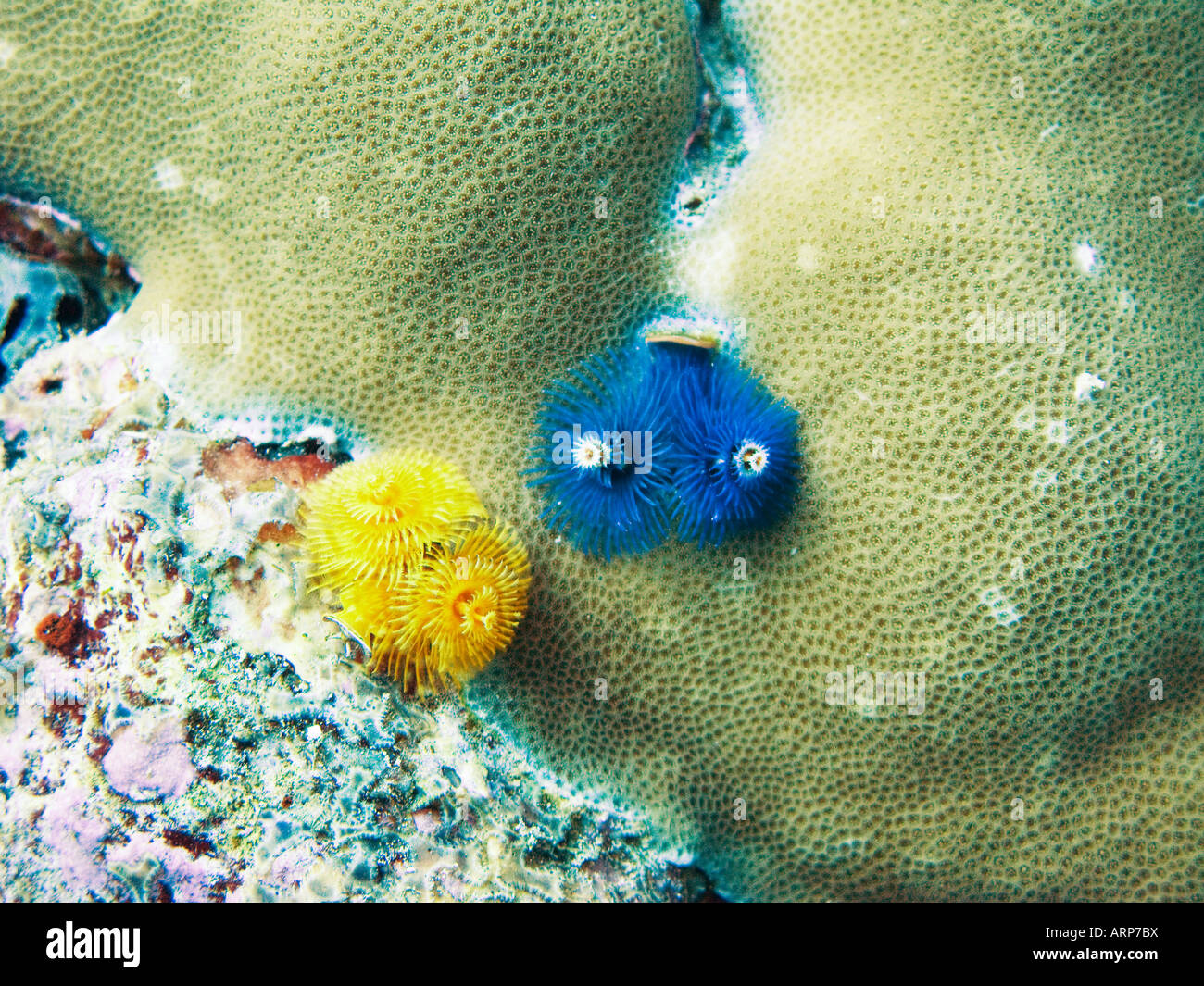 wallpapers Yellow Christmas Tree Worm alamy