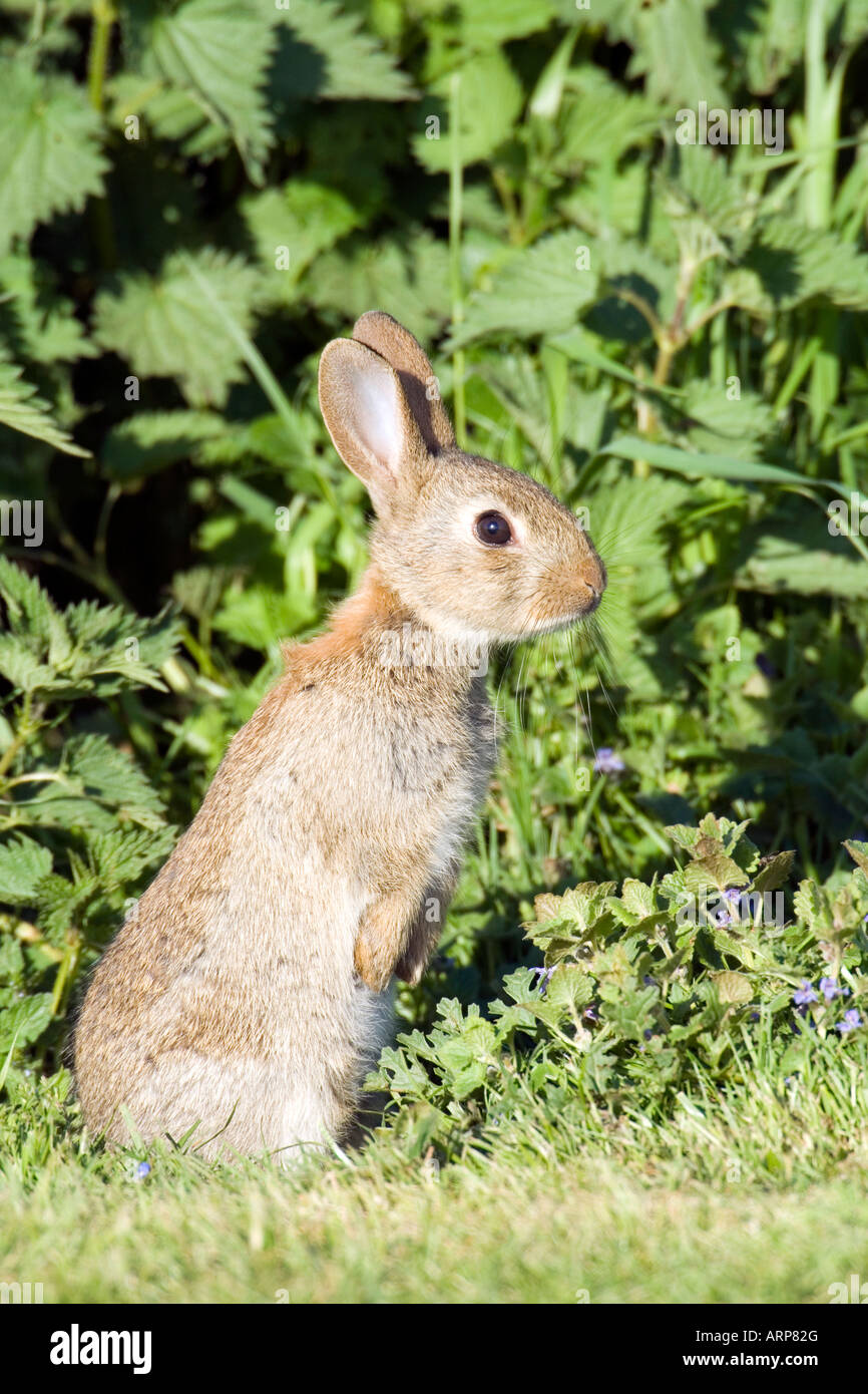 Family rabbit hi-res stock photography and images - Alamy