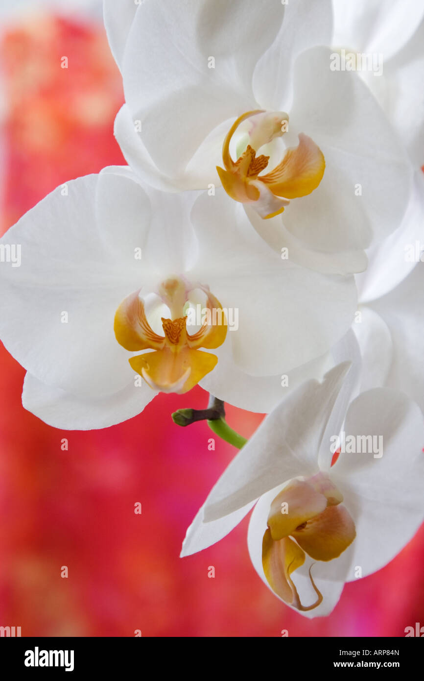 Phalaenopsis Kiska, hybrid moth orchid between Phalaenopsis Nantucket and Doritaenopsis Alice Loeb Stock Photo