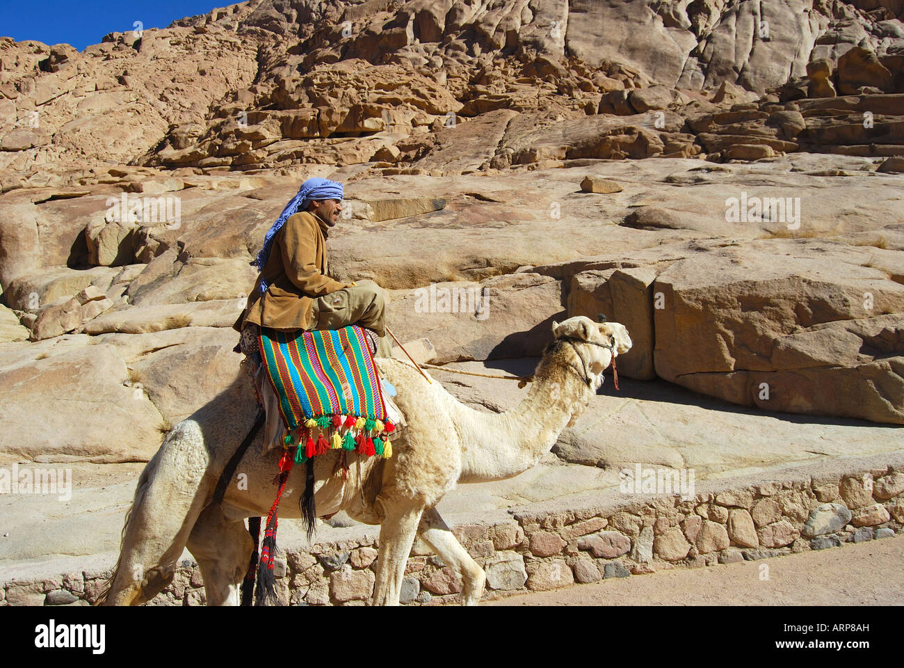 Local arab man riding camel, St.Catherines Monastery, Sinai Peninsula, Republic of Egypt Stock Photo