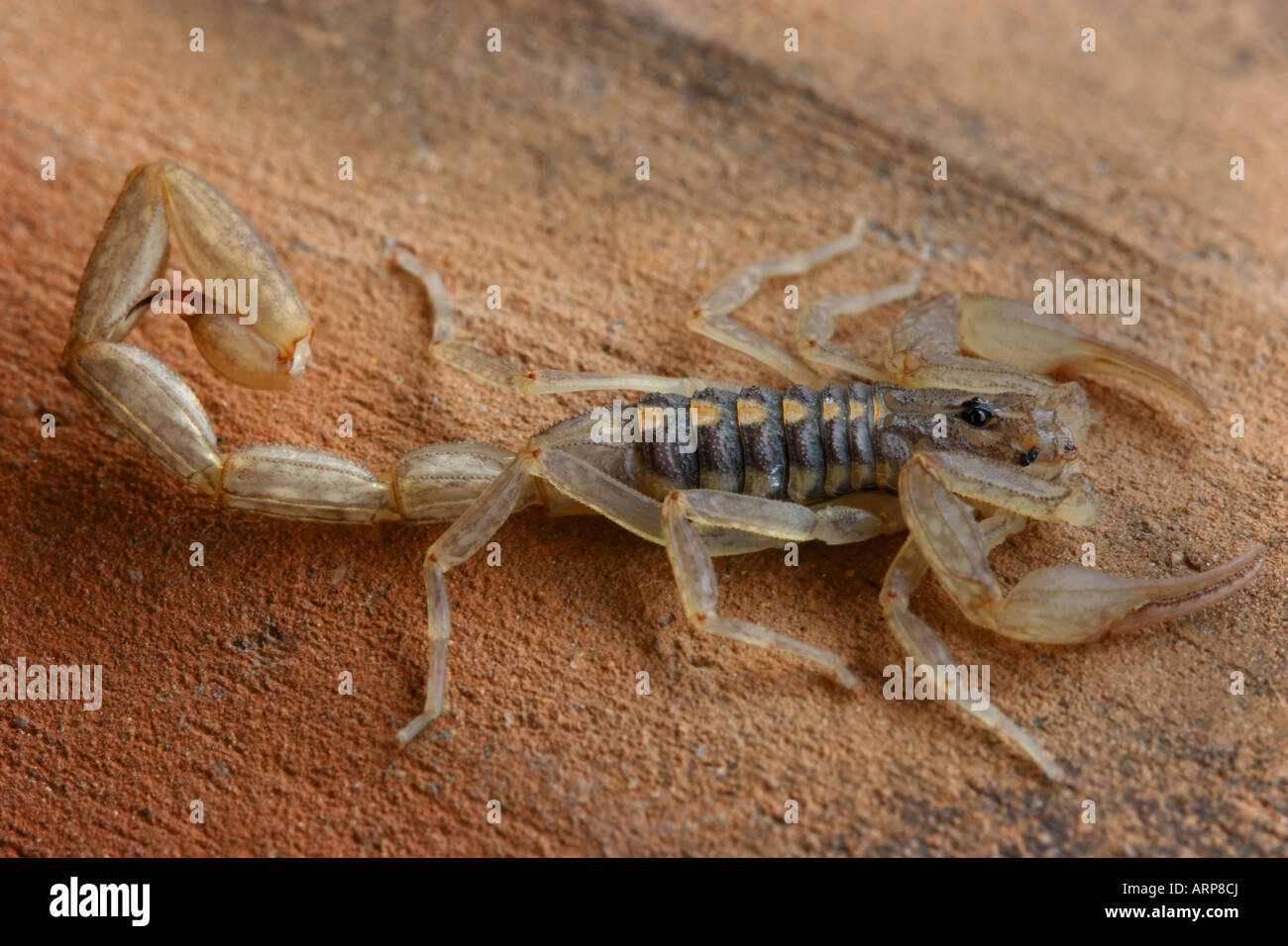 scorpion Stock Photo