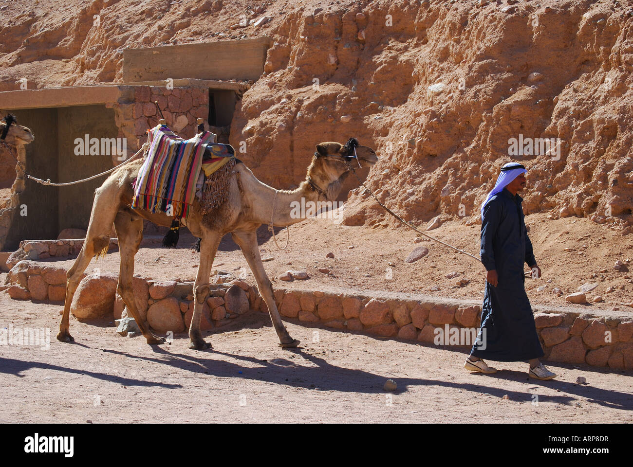 local arab man leading camels, St,Catherines Monastery, Sinai Peninsular, Republic of Egypt Stock Photo