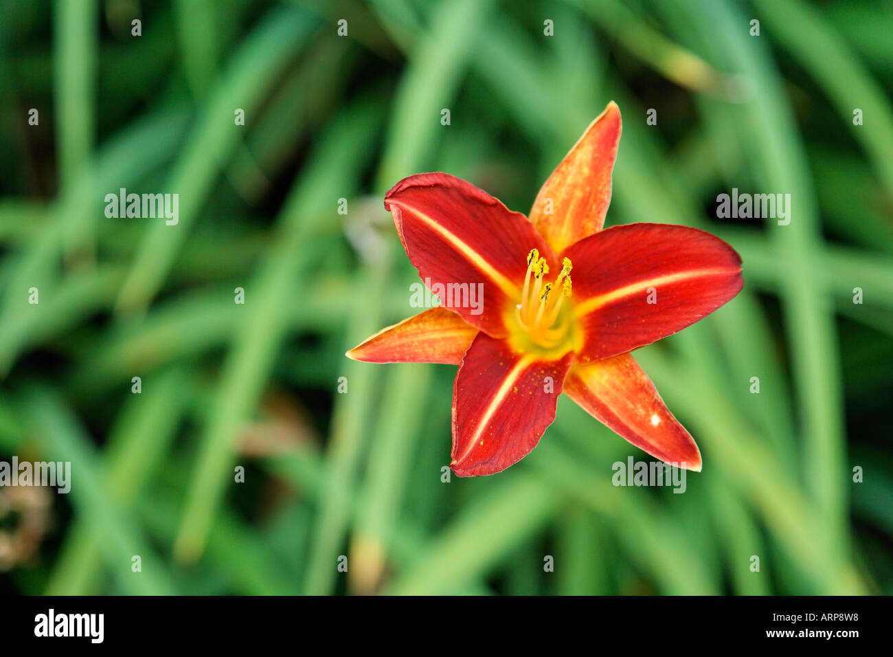A Red and Yellow Stafford Daylily in Landscape View Stock Photo