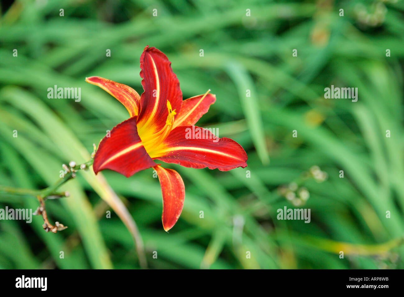 A Close Up Shot of a Red and Yellow Stafford Daylily Stock Photo