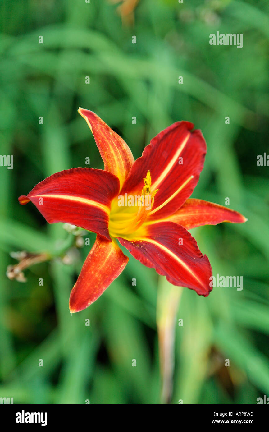 A Portrait Photograph of a Red and Yellow Stafford Daylily Stock Photo