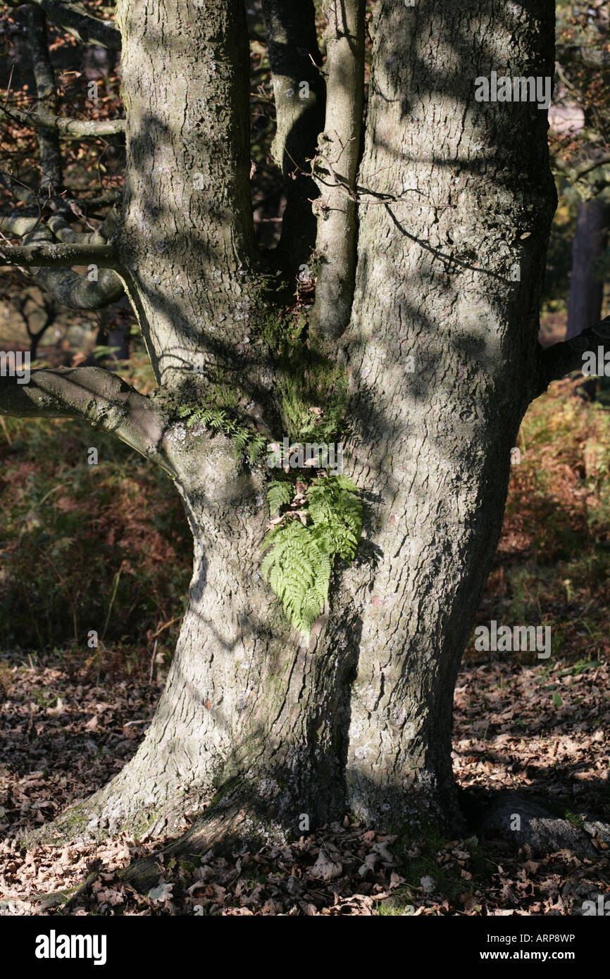 Polystichum Fern possibly Polystichum aculeatum in the bough of a tree Longshaw Estate Grindleford Derbyshire Stock Photo