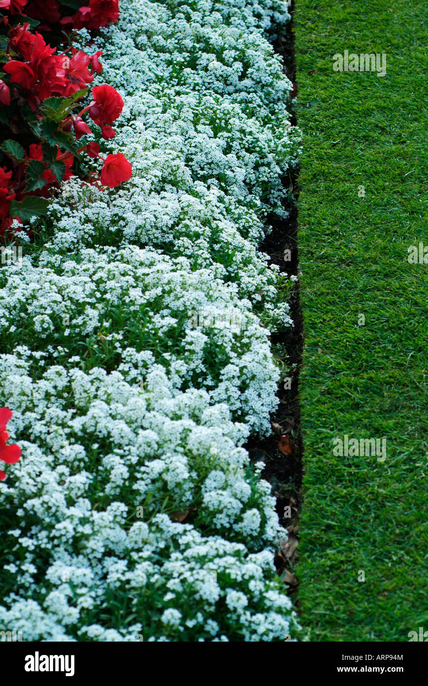 White alyssum hi-res stock photography and images - Alamy