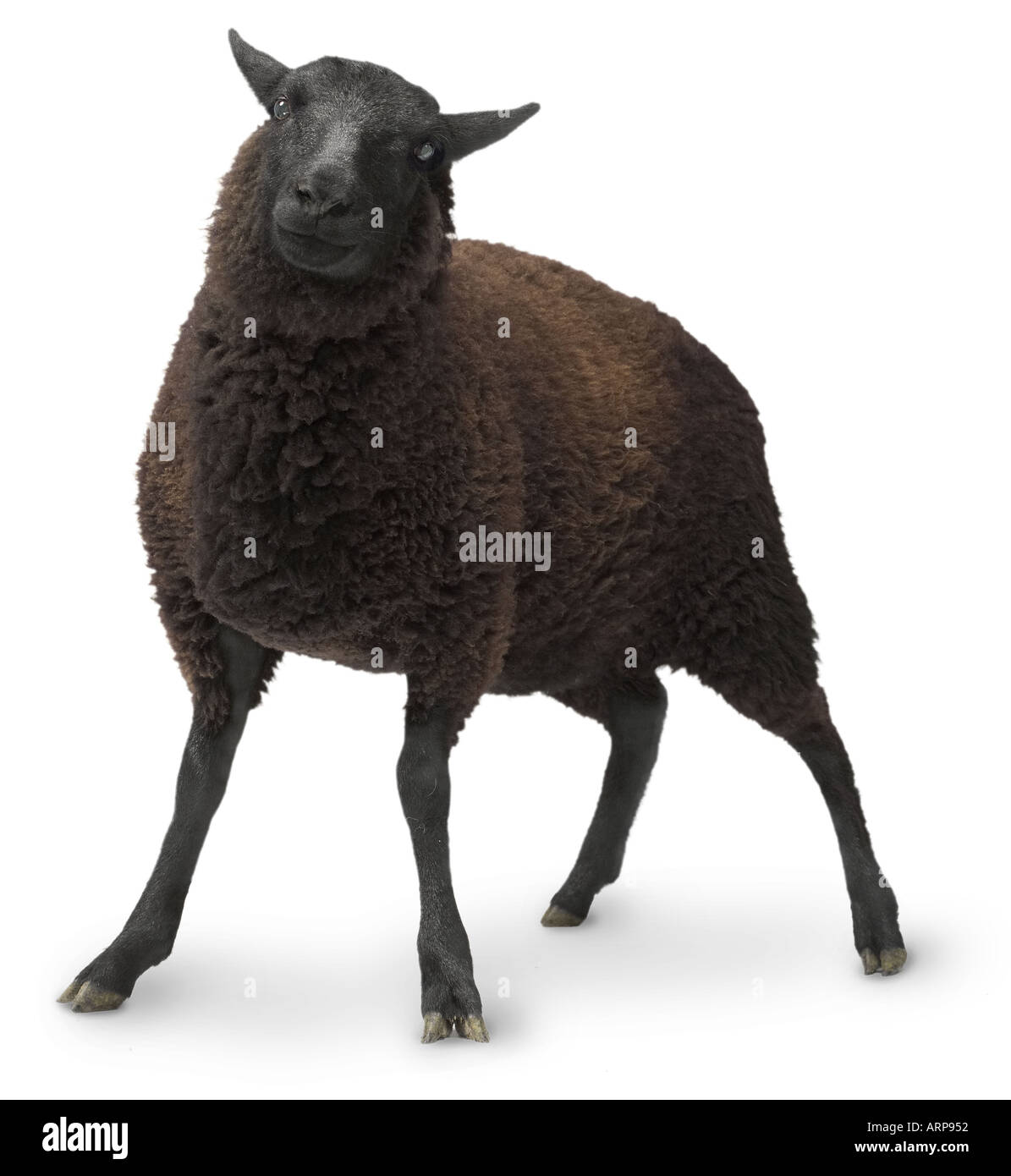 Black sheep Stock Photo