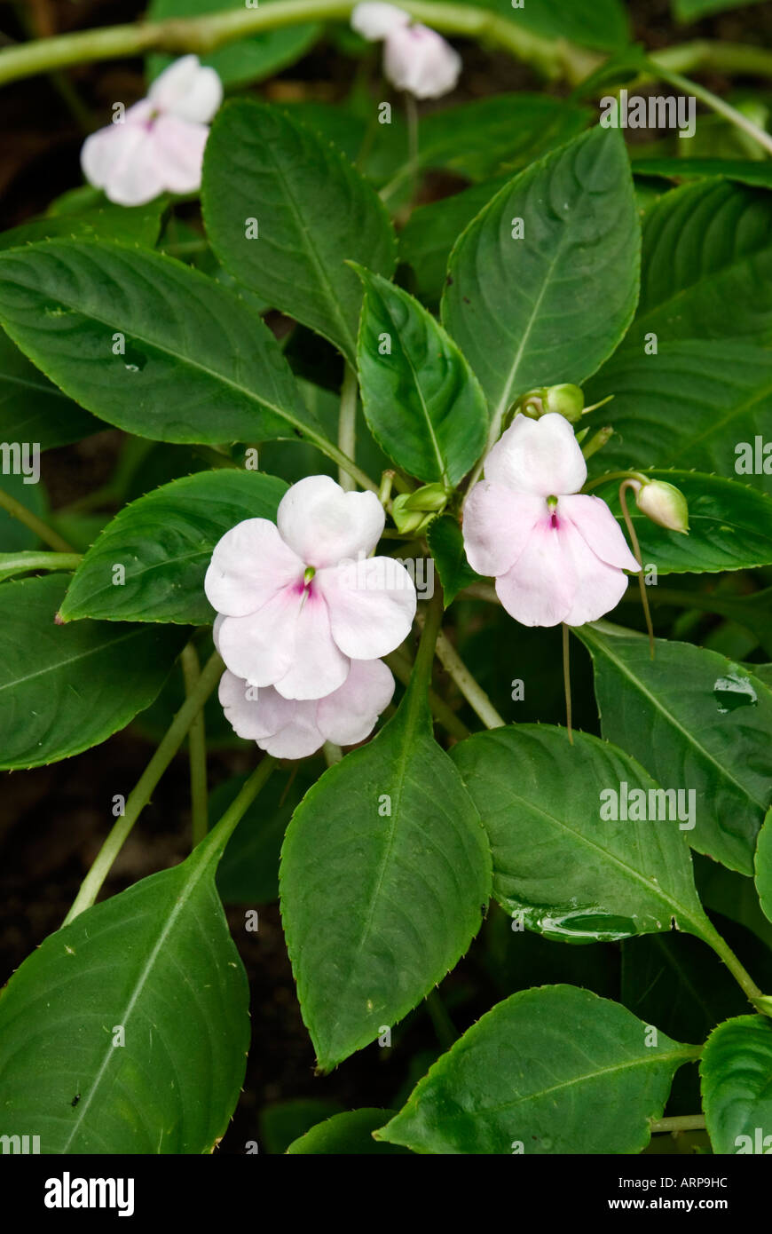 Balsamine sauvage (Impatiens gordonii) Endangered plant from the Seychelles Stock Photo