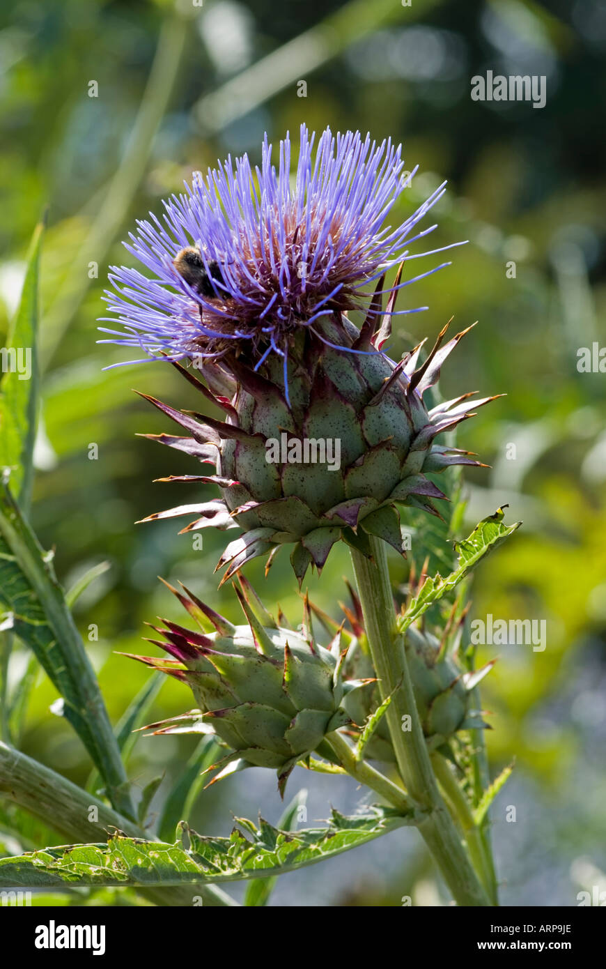 Cardoon (Cynara cardunculus) Stock Photo