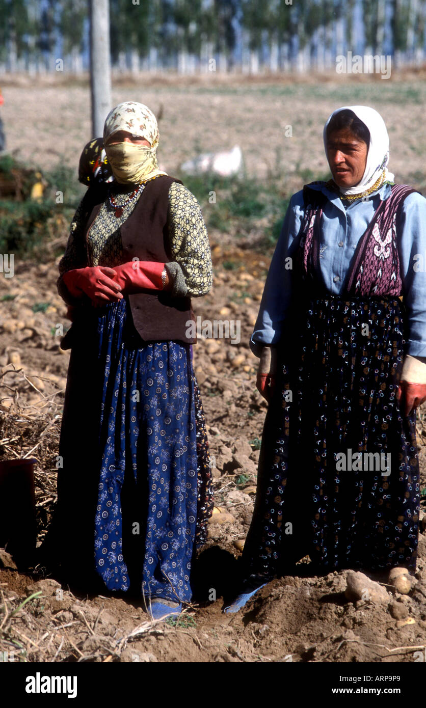 Female Potato pickers in a field in Turkey Stock Photo