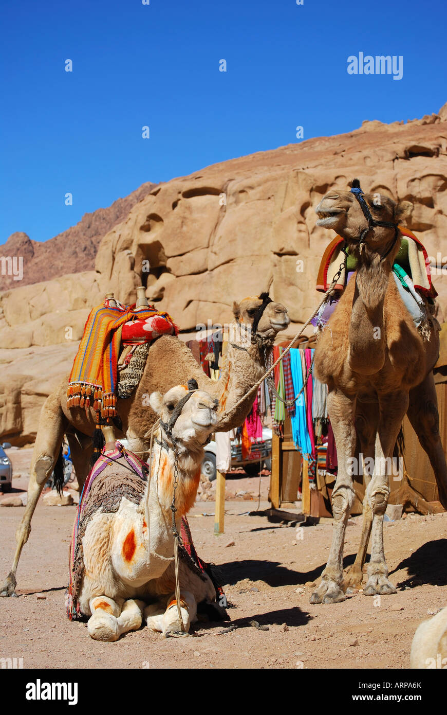 Camels resting, St.Catherines Monastery, Sinai Peninsula, Republic of Egypt Stock Photo