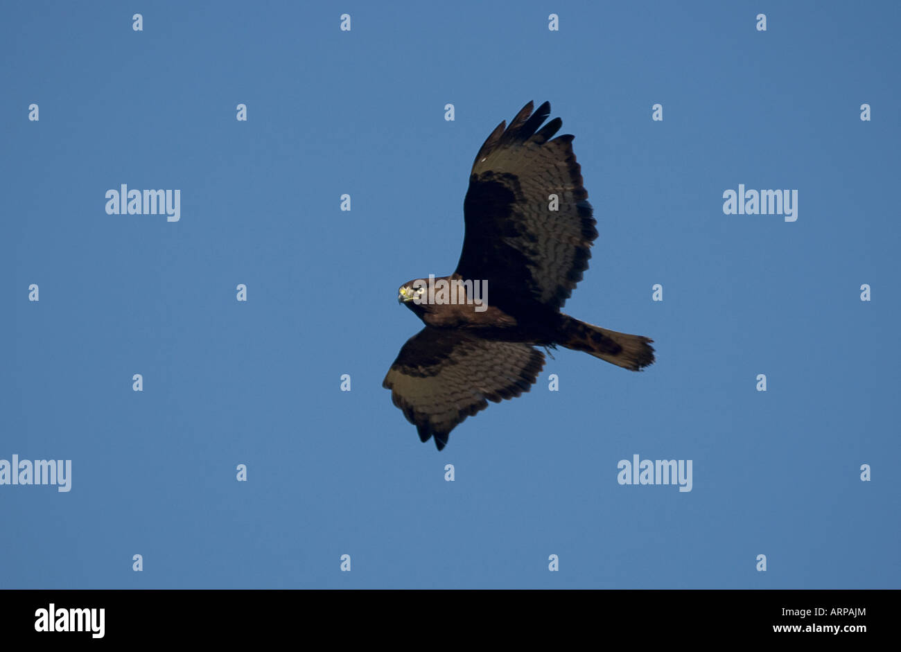 Northern harrier male hi-res stock photography and images - Alamy