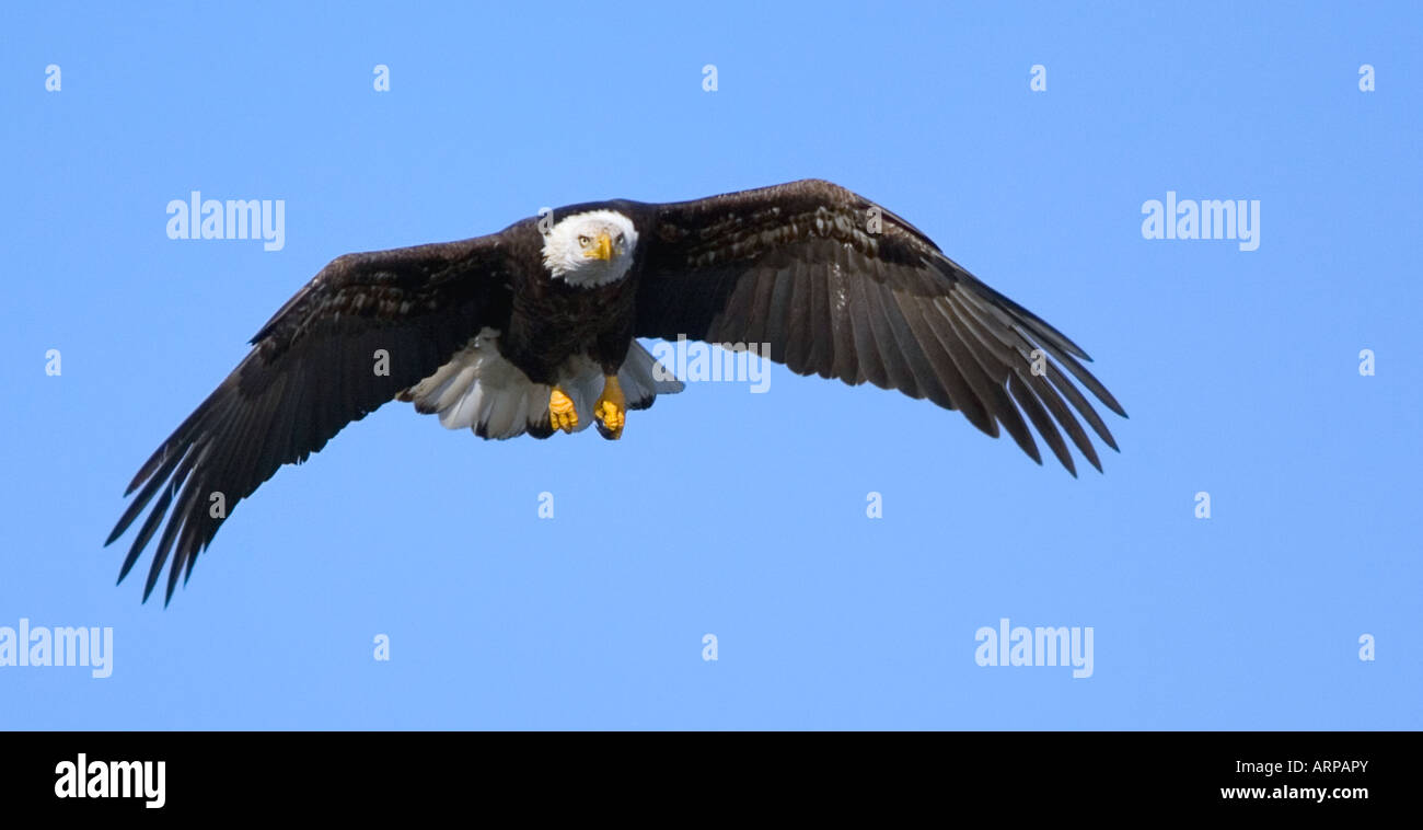 Flying Bald Eagle Stock Photo - Alamy
