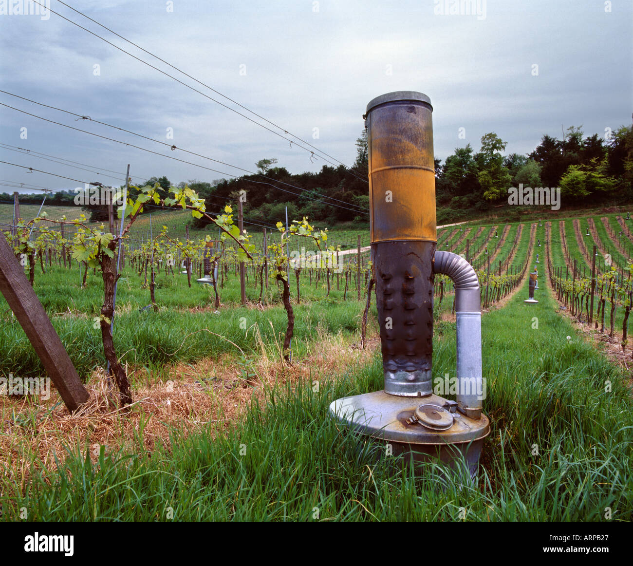 Oil burning smudge pot in vineyard to protect against spring frost