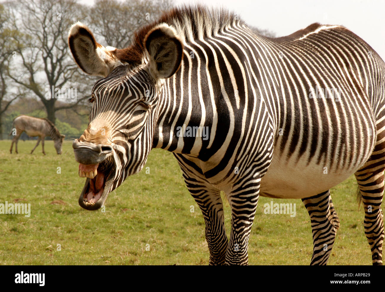 розовое молоко у зебры. молоко бегемотов розового цвета. молоко бегемота. розовое молоко у зебры. какого цвета молоко у зебры.