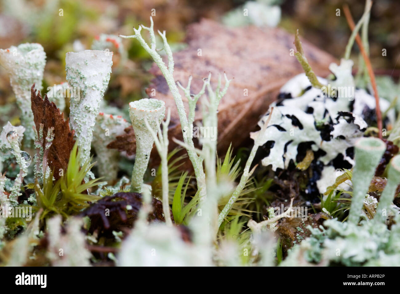 Mosses and lichens in the autumn woods of Glen Affric Stock Photo