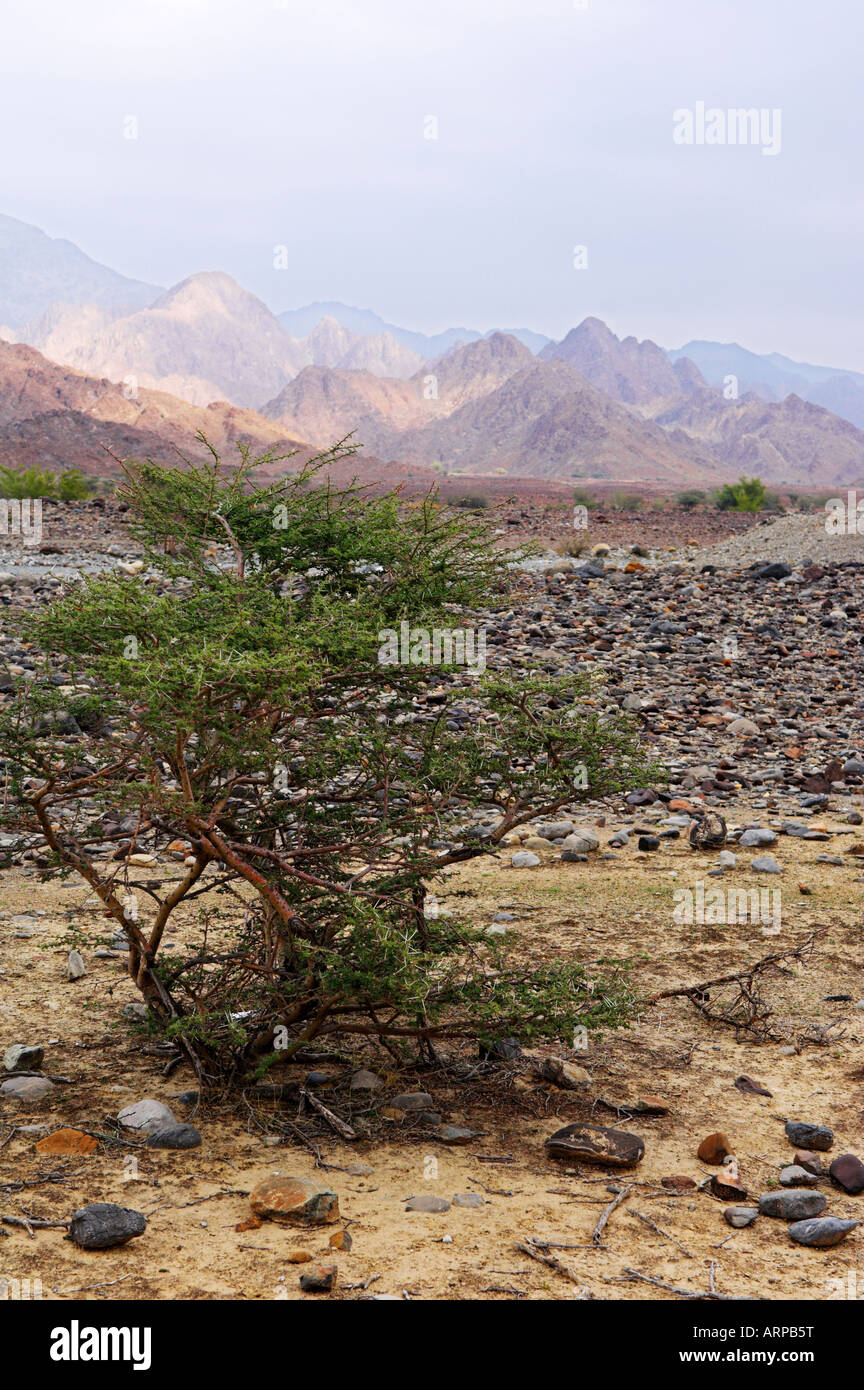 Acacia tortilis tree in Wadi Bani Awf with typical view Al Jabal al Akhdar mountains in background Oman Stock Photo
