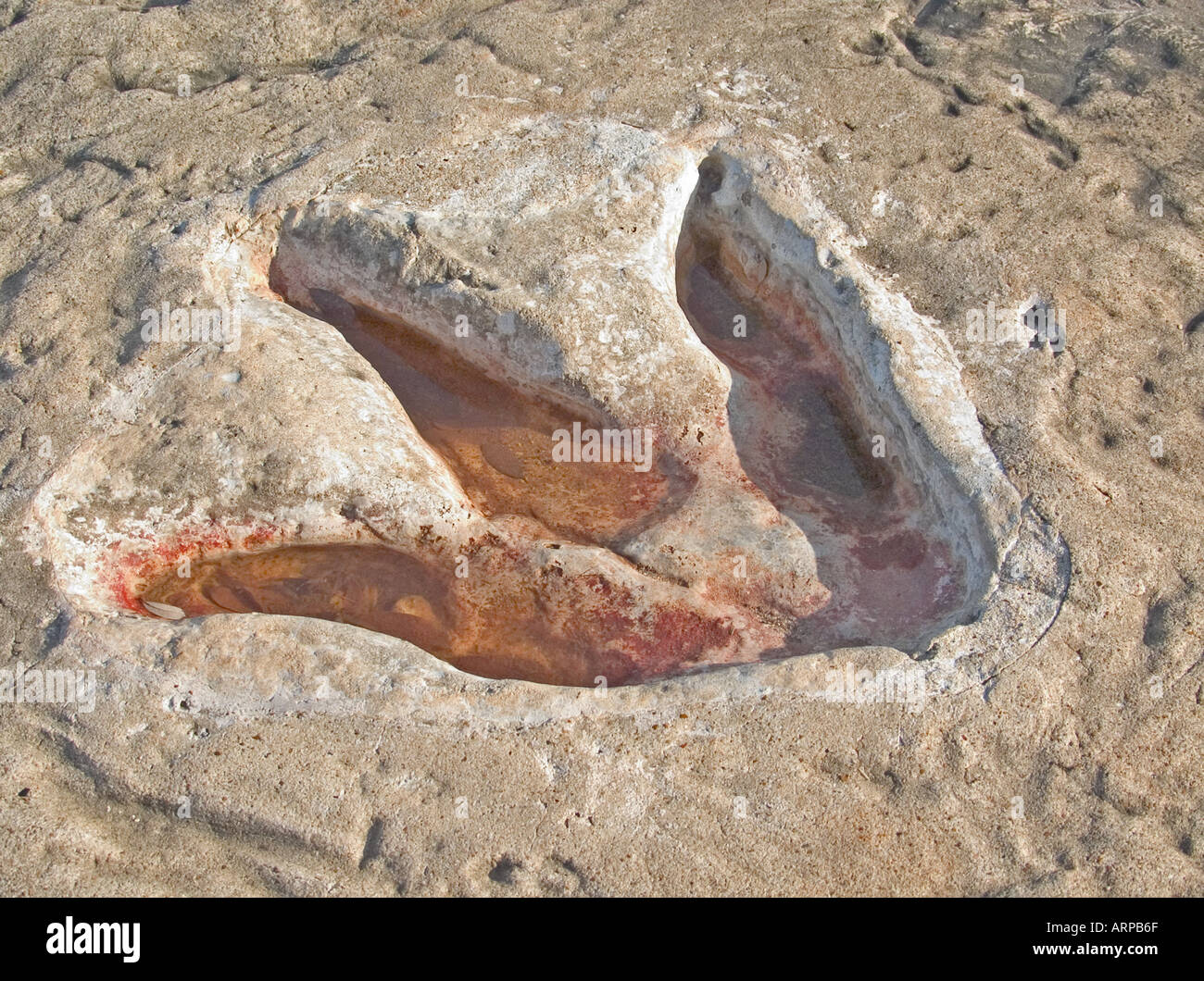 Acrocanthosaurus Dinosaur Tracks Dinosaur Valley State Park Glen Rose