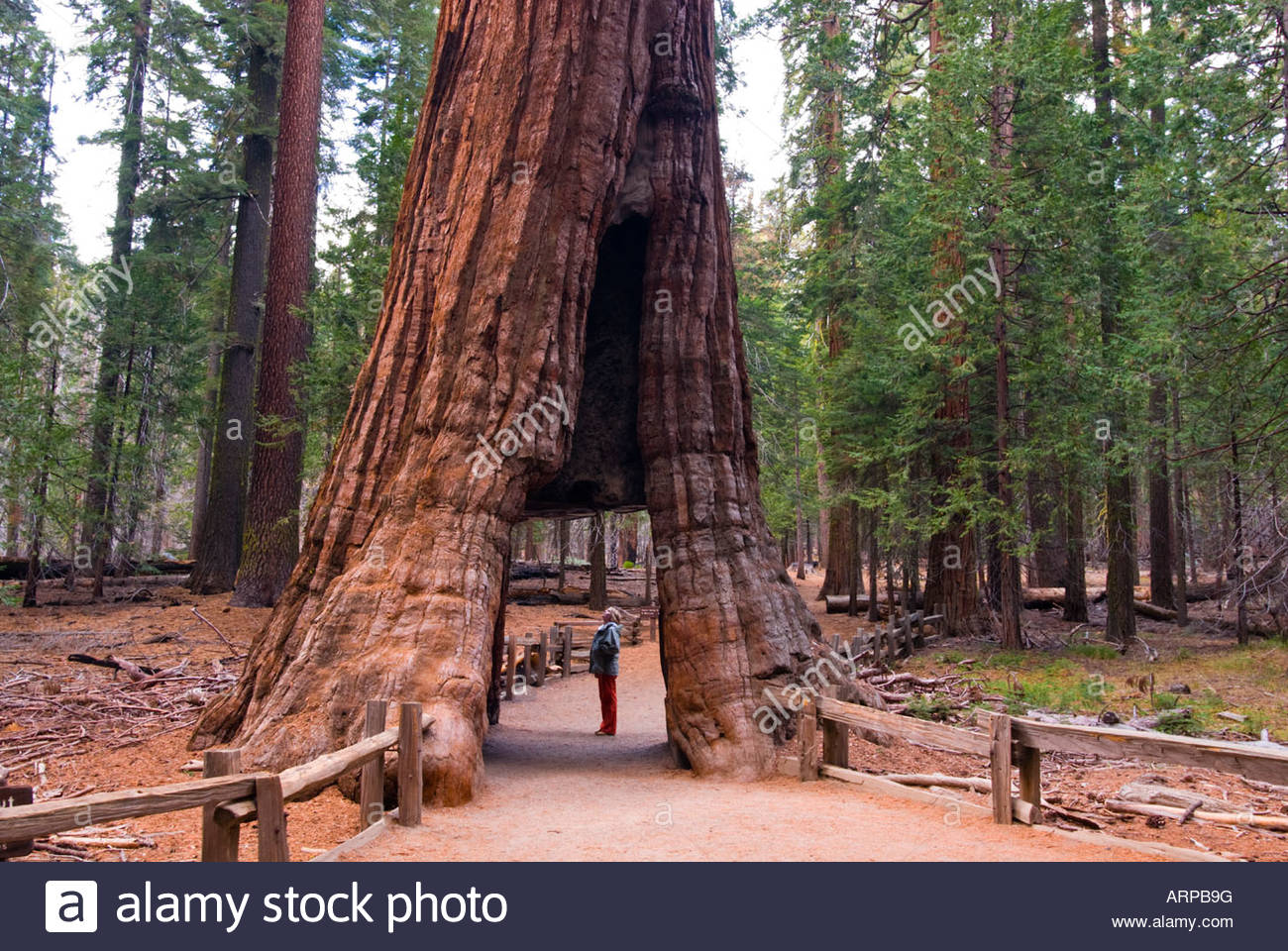 California Tunnel Tree Mariposa Grove Yosemite National Park