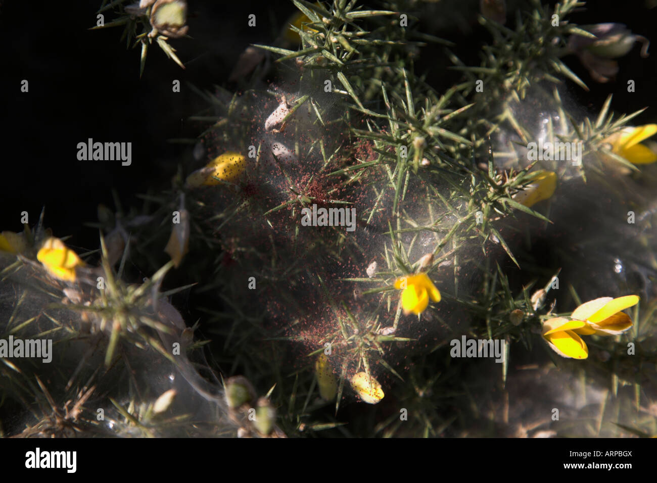 Tetranychus lintearius gorse spider mite in silk sheet nests of common gorse plant Stock Photo