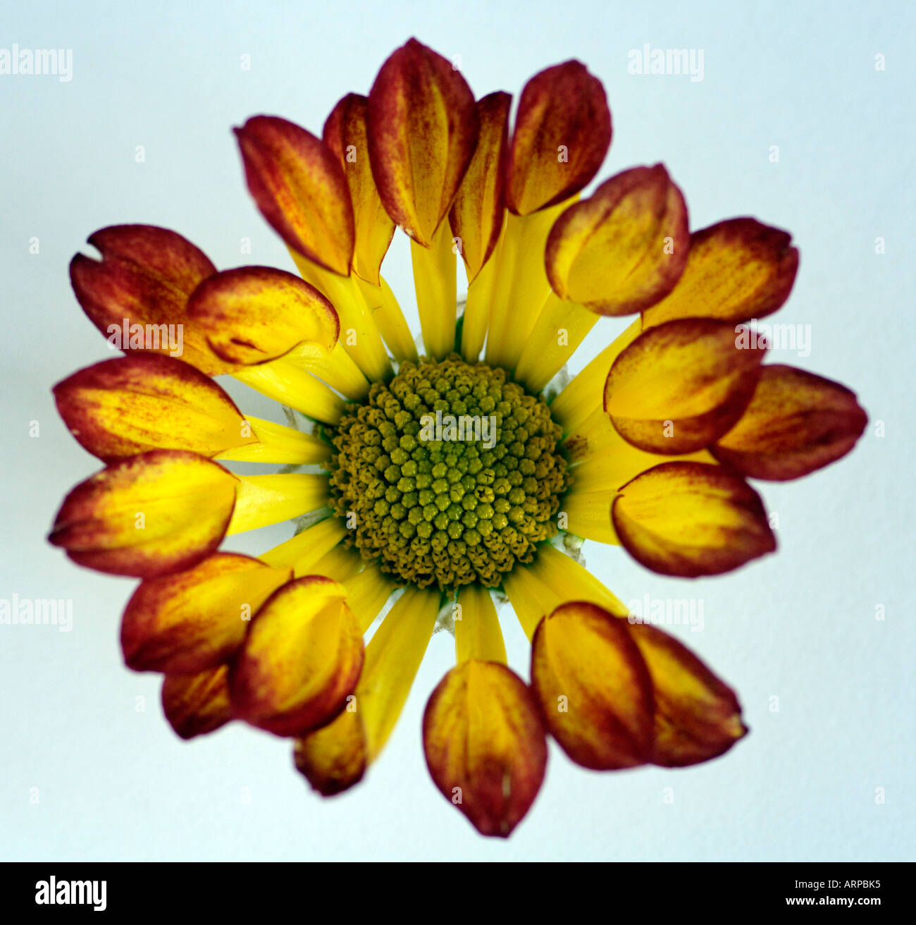 An Overhead Shot of a Yellow and Red Spoon Tipped Chrysanthemum Taken ...