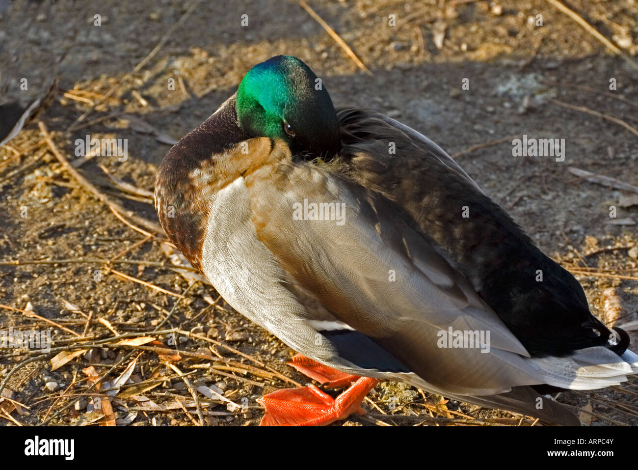 Mallard Duck male placing head under wing to rest one eye still open
