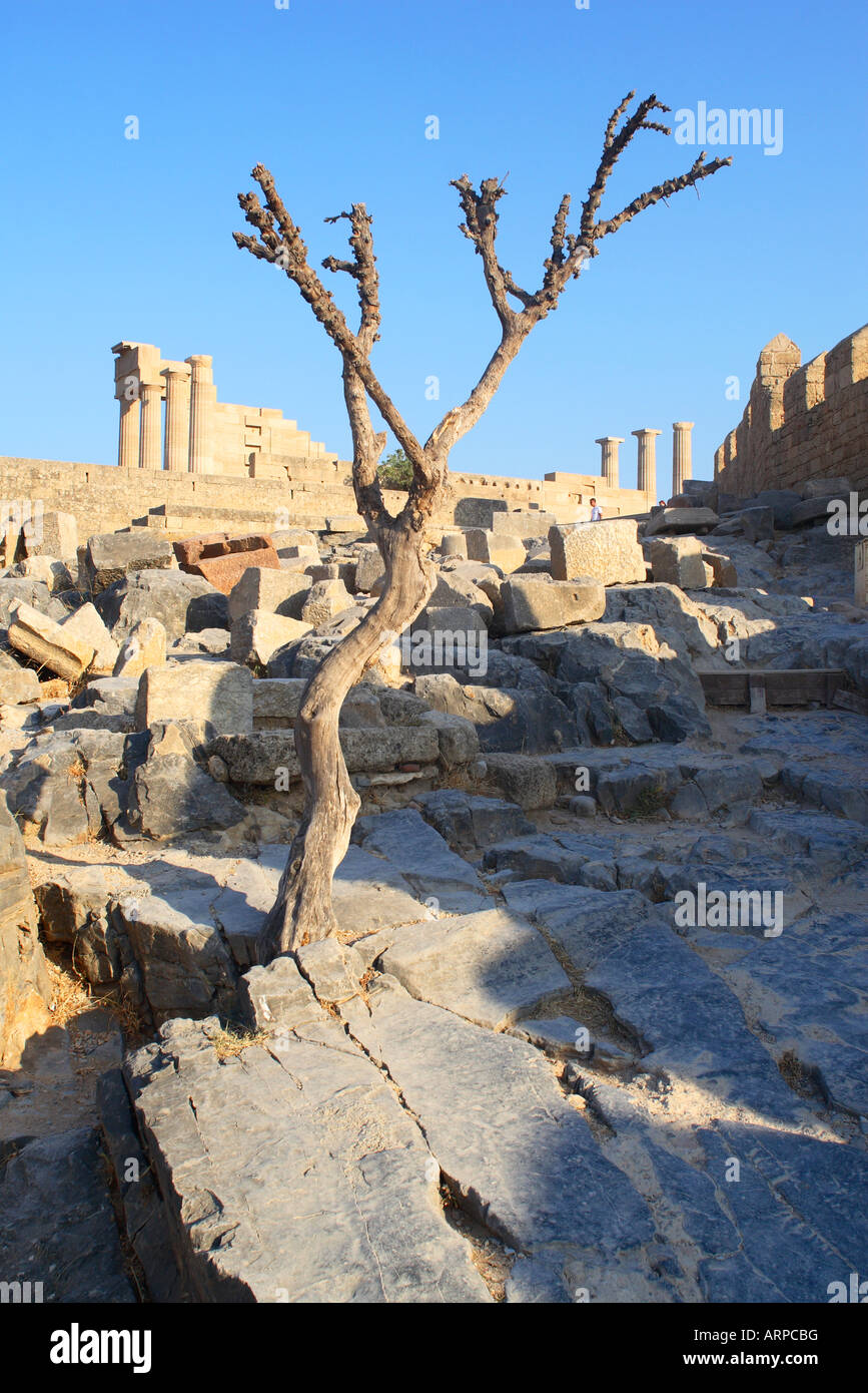 Lone Tree in Ruins within the Acropolis lindos Rhodes Greece Stock Photo