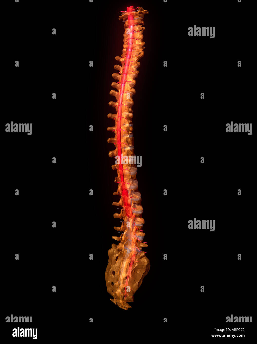 Spine spinal cord medical anatomy back red skeletal spines hires stock