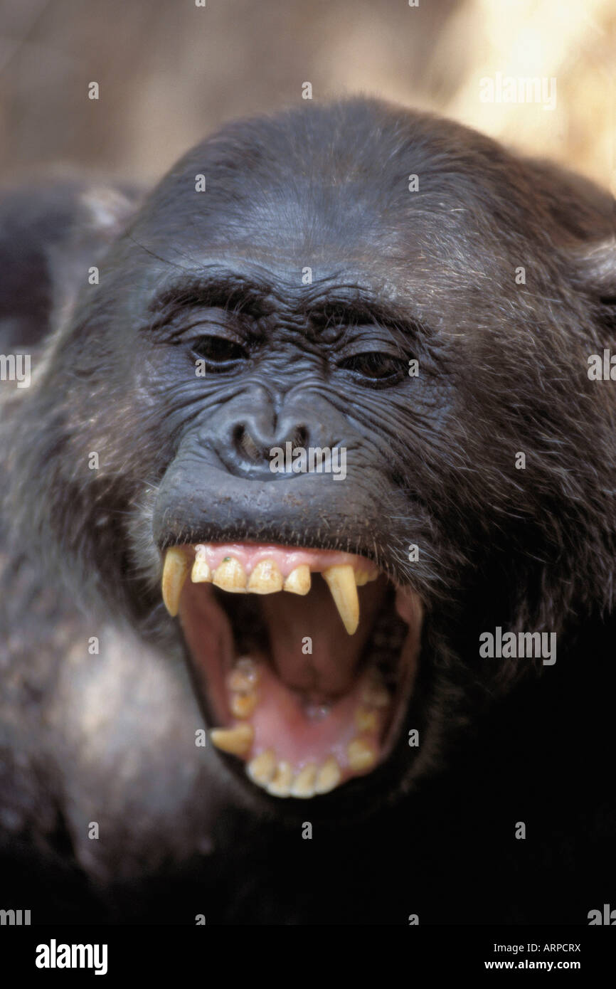 Chimpanzee, With Mouth Open Showing Teeth, Gombe NP Tanzania Stock