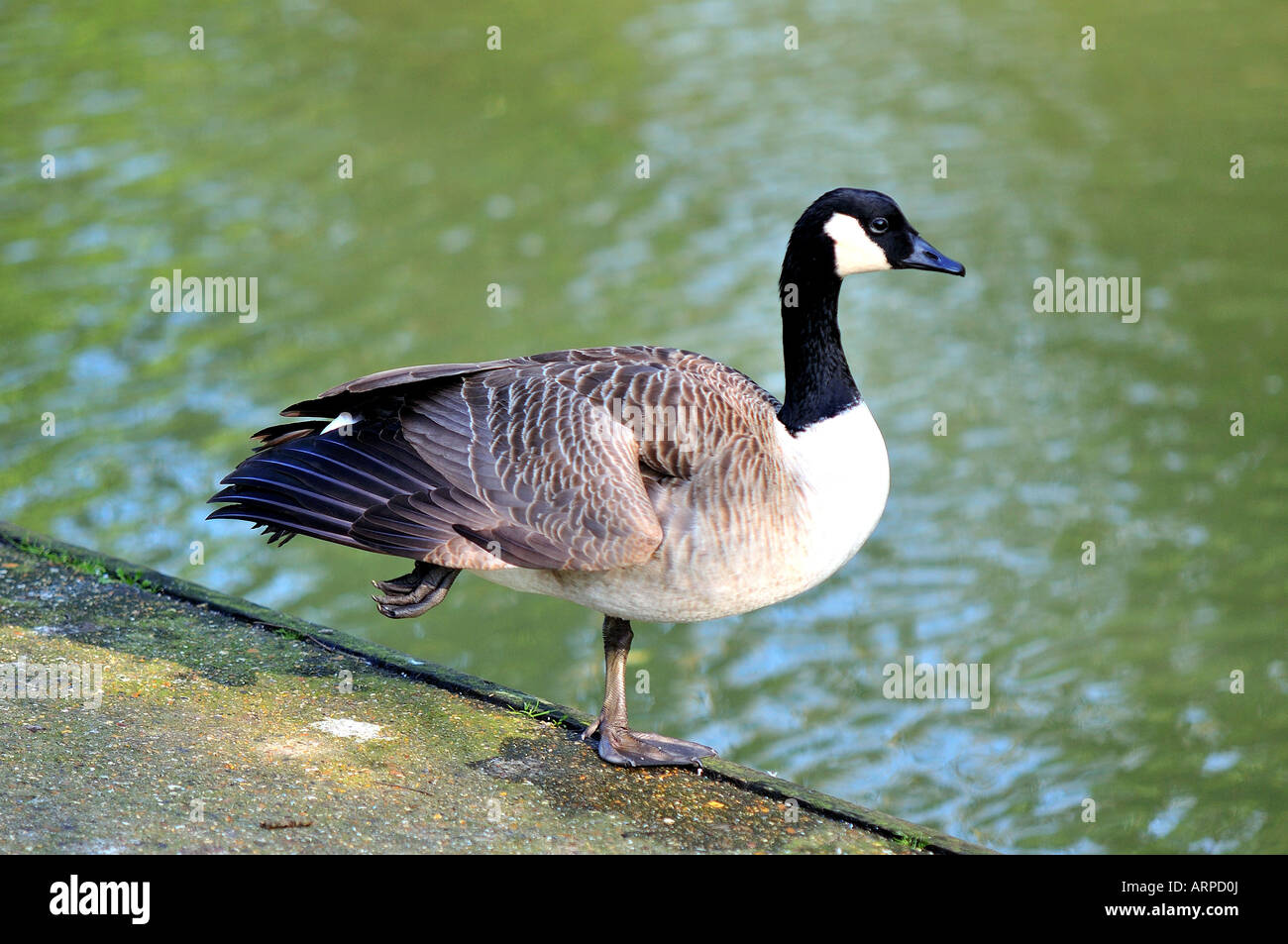 Canadian Goose on one leg Stock Photo - Alamy