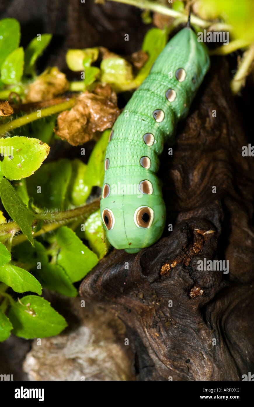 hummingbird-hawk-moth-caterpillar-hi-res-stock-photography-and-images