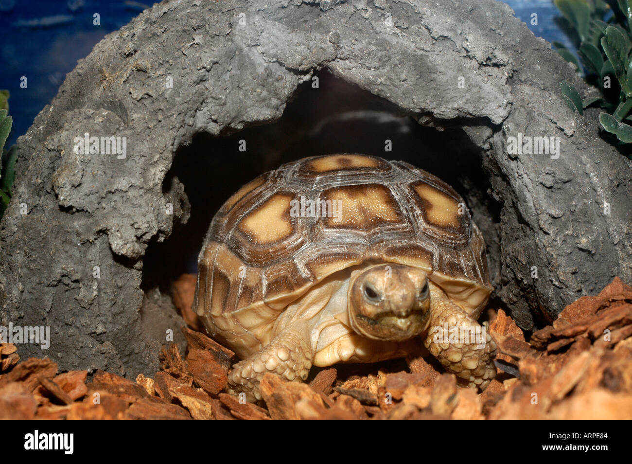House Turtle | atelier-yuwa.ciao.jp