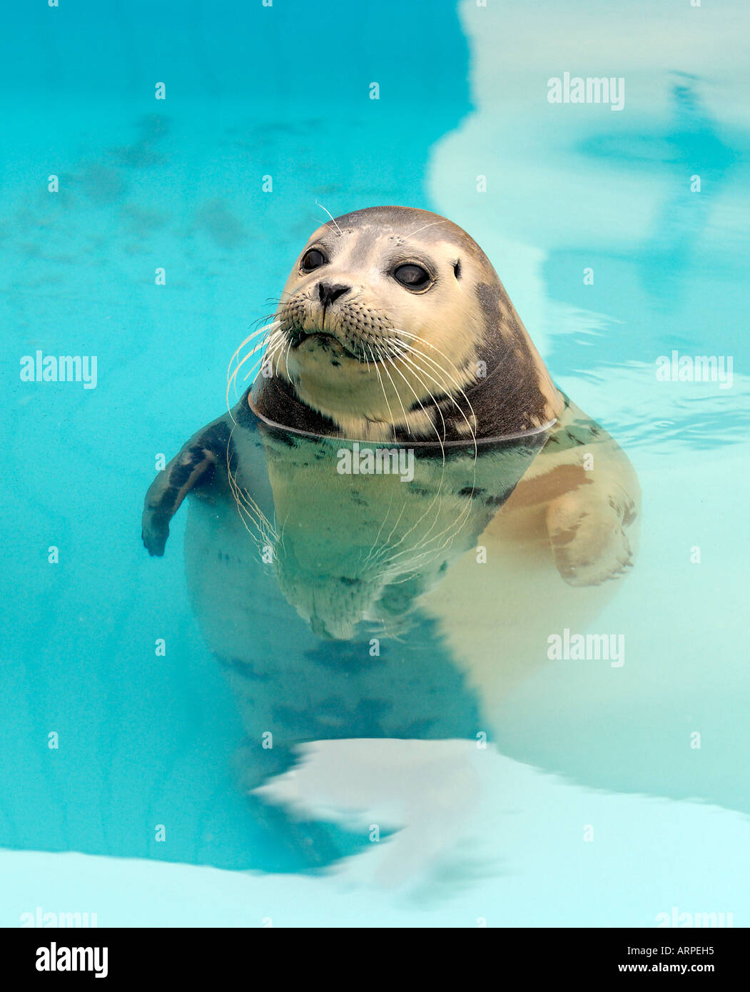 A Common Harbour Baby Seal Pup at Skegness Natureland Sanctuary Stock