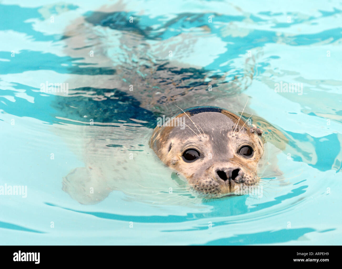 harbor seal pup swimming