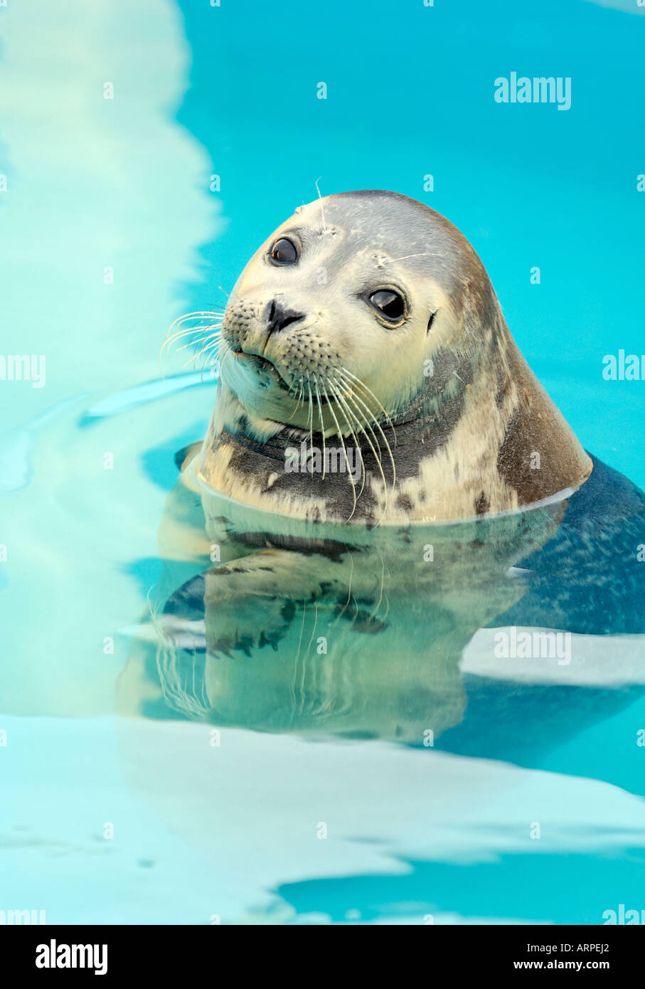 A Common Harbour Baby Seal Pup in Portrait View Stock Photo Alamy