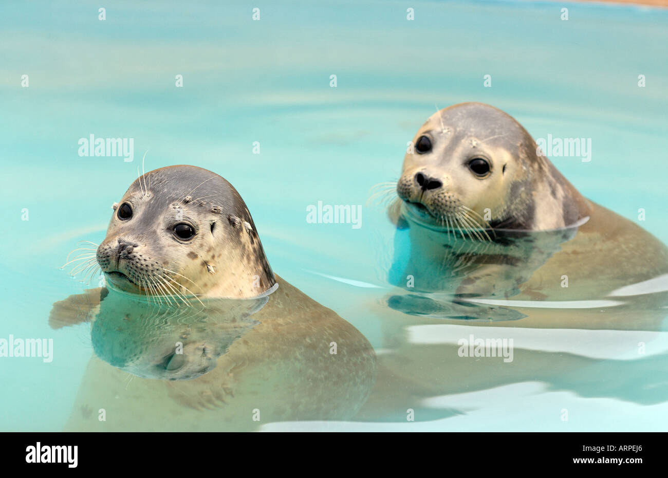 Two Common Harbour Baby Seal Pups at Skegness Natureland Sanctuary, Lincolnshire Stock Photo Alamy