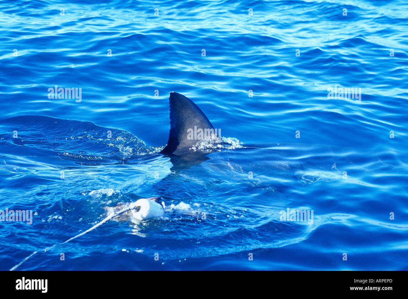 Dorsal fin of a great white shark breaking the surface Stock Photo - Alamy