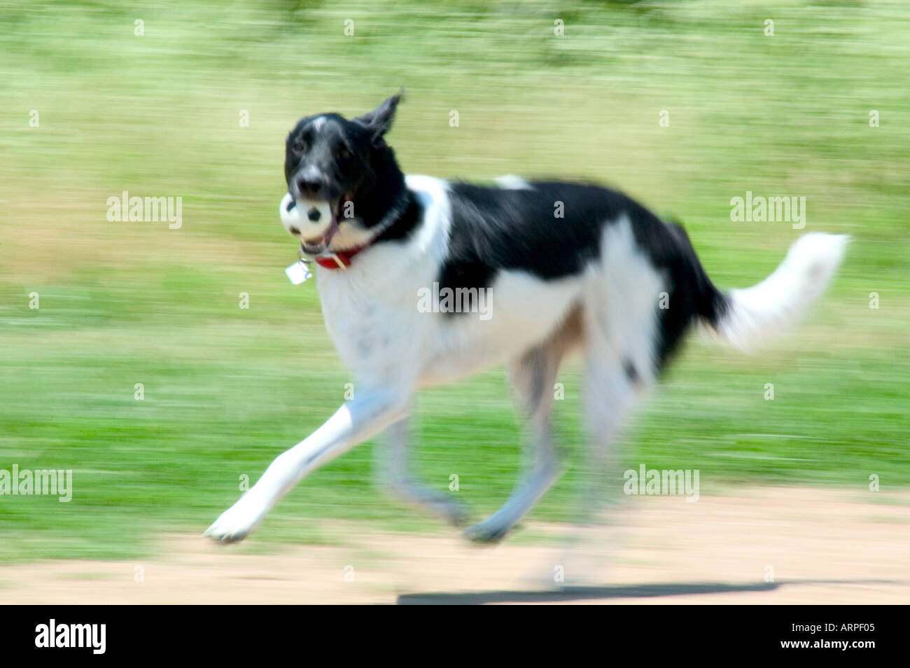 Why Do Dogs Run After Balls