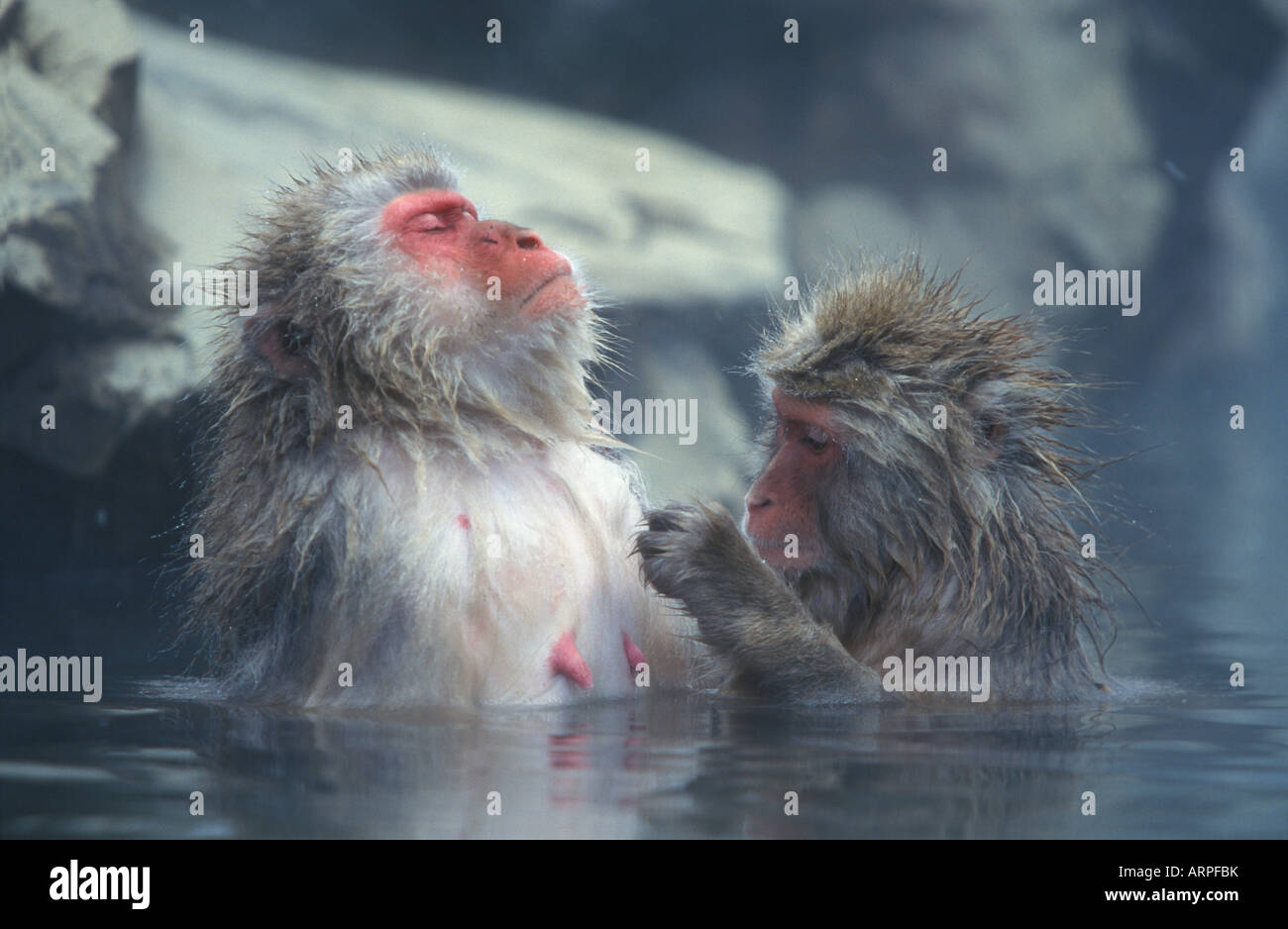 Japanese Snow Monkeys In Thermal Pool, Joshin-etsu-kogen National Park, Japan Stock Photo