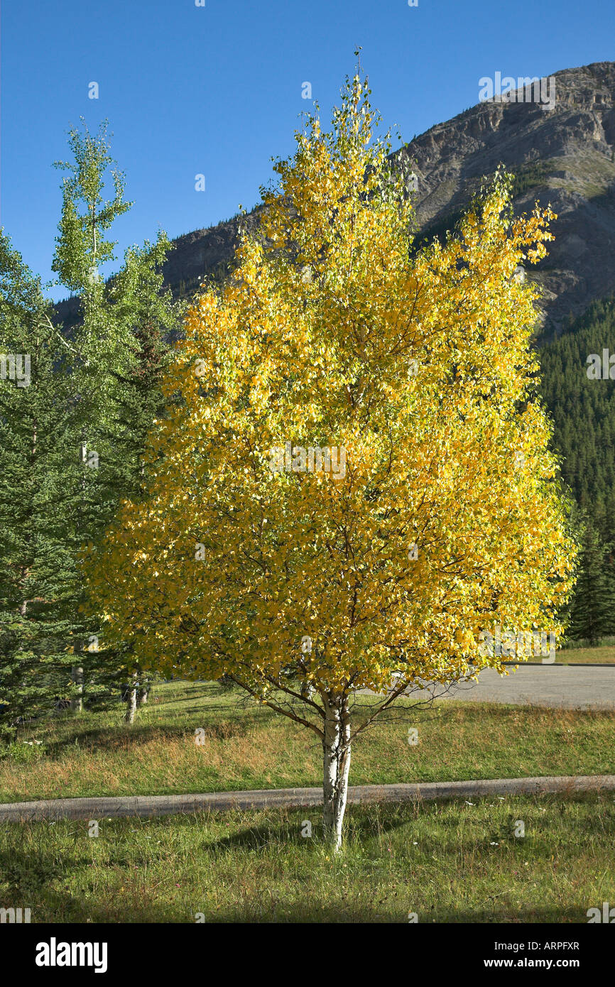 Trees with yellow and green foliage in mountain reserve Stock Photo - Alamy