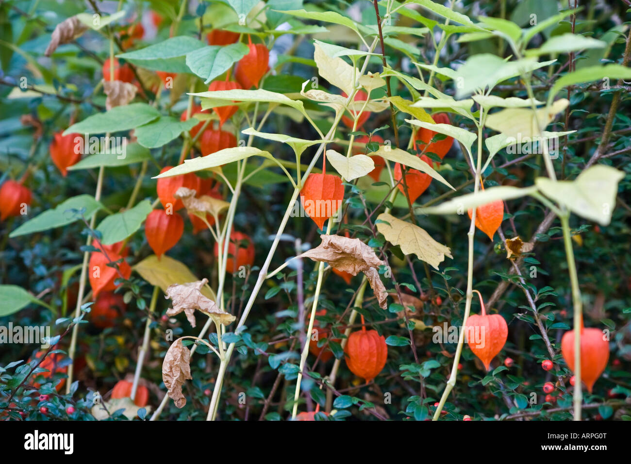Psysalis alkekengi Japanese lanterns flowers Stock Photo Alamy