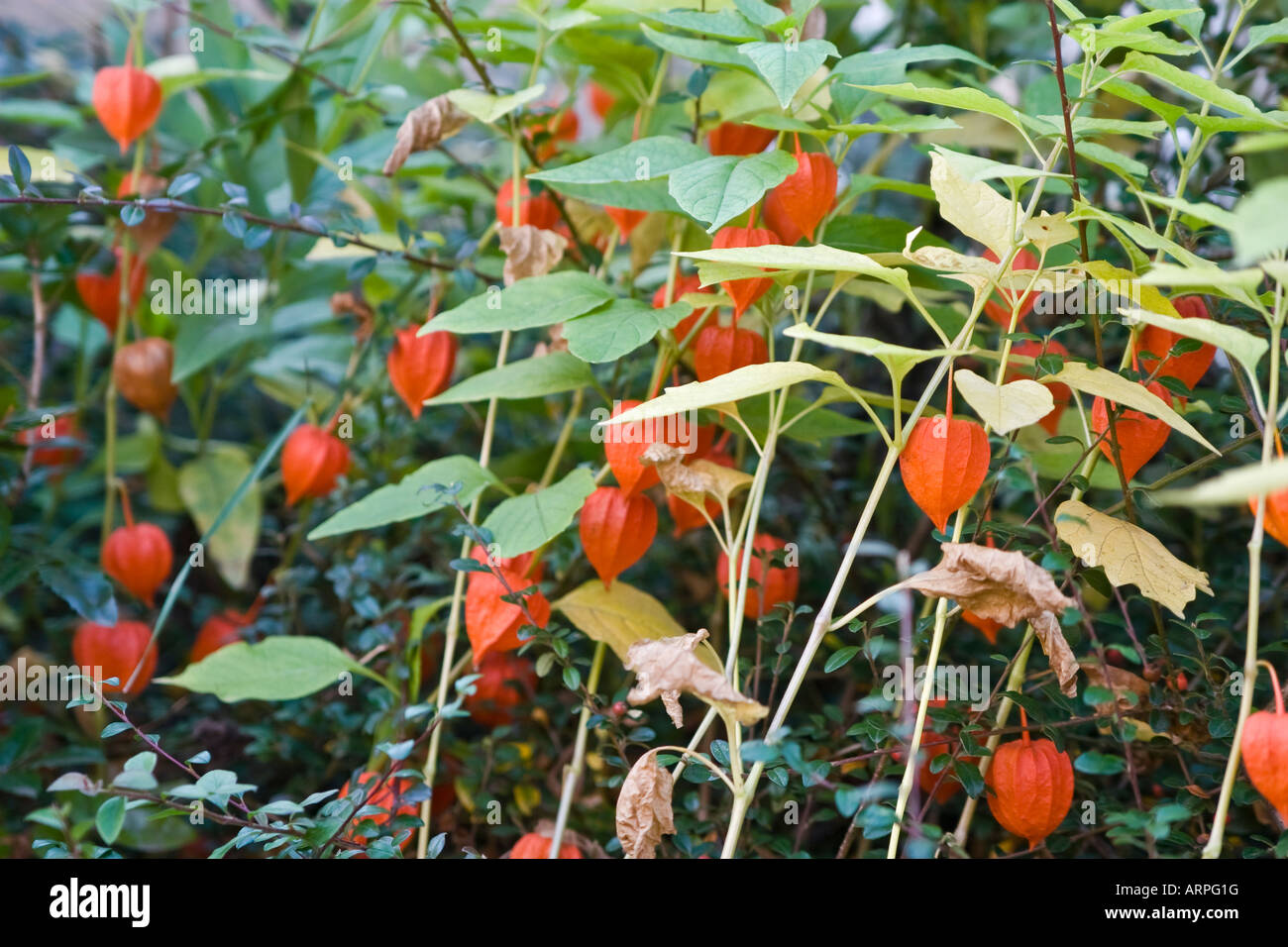 Psysalis alkekengi Japanese lanterns flowers Stock Photo Alamy