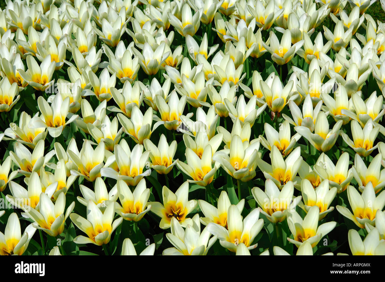 Blossoming tulips at flower show Stock Photo