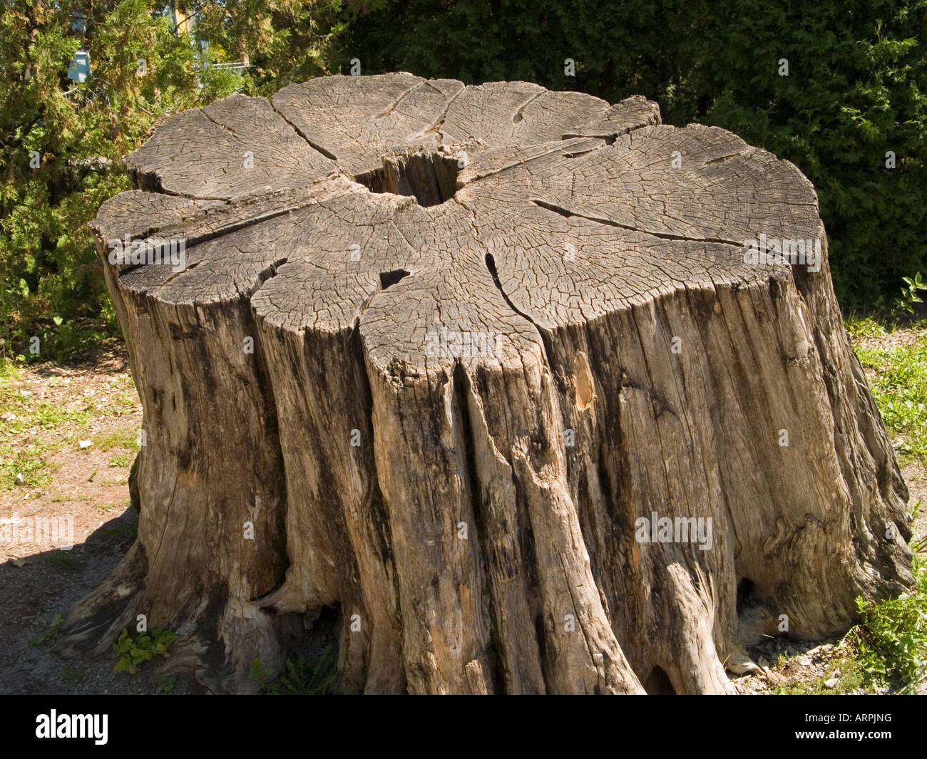 A giant tree stump in the Tree House garden at the Jardin Botanique de Montreal, Quebec Canada Stock Photo