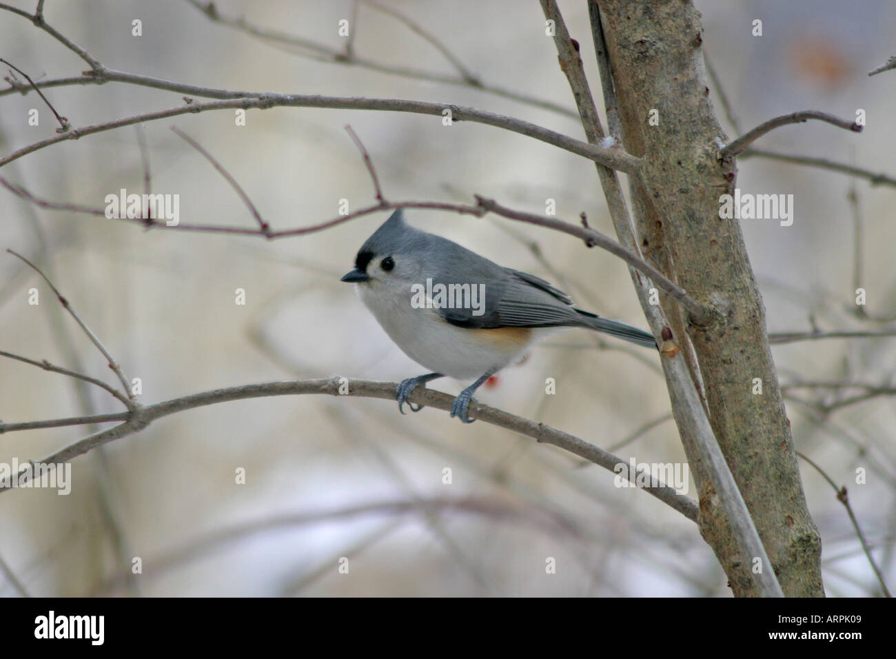 Tufted Titmouse Stock Photo